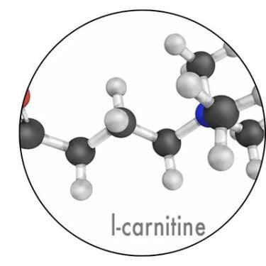 L-Carnitine